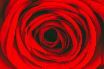 Wall Mural - textured background red rose flower close-up, shallow depth of field