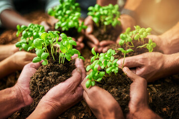 Wall Mural - Nurturing growth as a unit. Cropped shot of a group of people holding plants growing out of soil.