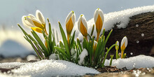 Closeup Spring Snowdrops Break Through The Frozen Snow. Spring Background. Generative AI
