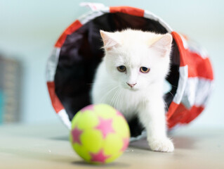 Wall Mural - Cute white kitten, white background. Selective focus. Cute white kitten 