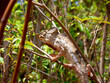Malagasy giant chameleon, Furcifer oustaleti, sits on a tree and eats locusts. Andringitra National Park, Madagascar