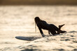 © Cavan Images - Man surfing at sunset at T-Tree Point, Noosa National Park, Noosa Heads, Queensland, Australia