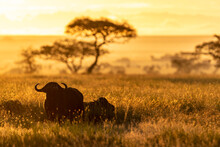 African BuffaloesÂ (Syncerus Caffer) In Savannah At Sunrise, Serengeti National Park, Â ShinyangaÂ region, Tanzania