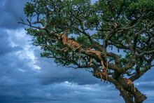 Group Of Lionesses (Panthera Leo) Sleeping On Tree, Serengeti National Park, Â NgorongoroÂ District, Tanzania
