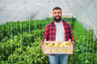 © djoronimo - Organic greenhouse business. Farmer is standing with bucket of freshly picked yellow pepper in his greenhouse.