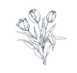 Sticker - Tulips, spring floral plant drawn in retro style. Vintage botanical drawing. Contoured outlined engraved flower bouquet. Etched detailed handdrawn vector illustration isolated on white background