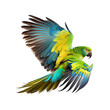 flying parrot isolated on background