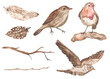 Watercolor spring migratory birds, robin, lark, nightingale, feathers, twigs