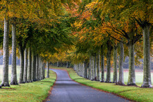 A Lovely Avenue Of Beech Trees In Autumn, On A Quiet Road Near Moor Crichel In Dorset.