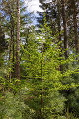 Wall Mural - trees in the forest