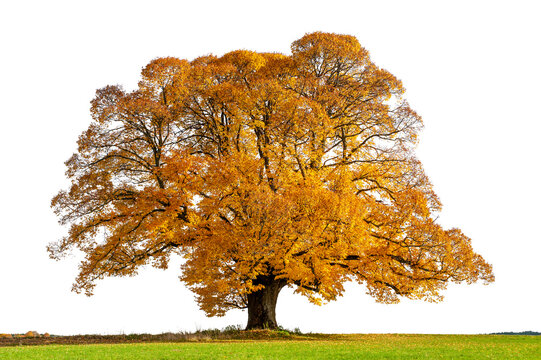 Fototapete - single old linden tree with huge treetop at autumn
