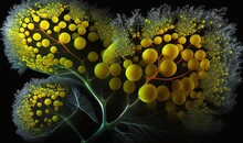  A Close Up Of A Plant With Many Yellow Balls On It.  Generative Ai