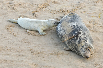 Wall Mural - Atlantic Grey Seal female suckling new baby