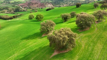 Fototapete - Flying over green spring hills with trees. Spring in Andalusia, Spain. Aerial view of orchard and fertile agricultural land