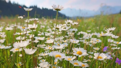 Aufkleber - Camera moves through field flowers swaying on the wind. Alpine meadow with white and yellow daisies flowers. Camera moves through field flowers swaying on the wind. Spring mountain background