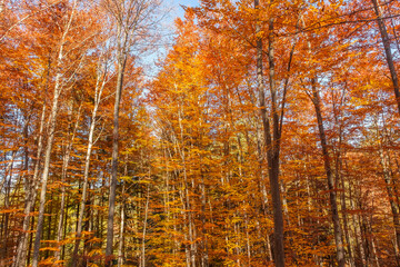 Wall Mural - Autumn beech forest with sun rays among yellow leaves. Golden bright mystical mysterious landscape with fabulous trees. A journey through the forest. Beauty of nature. Natural background for design