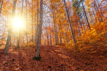 Wall Mural - Autumn beech forest with sun rays among yellow leaves. Golden bright mystical mysterious landscape with fabulous trees. A journey through the forest. Beauty of nature. Natural background for design