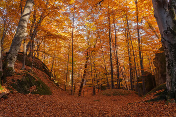 Wall Mural - Autumn beech forest with sun rays among yellow leaves. Golden bright mystical mysterious landscape with fabulous trees. A journey through the forest. Beauty of nature. Natural background for design