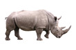 Big african Rhino isolated with no background