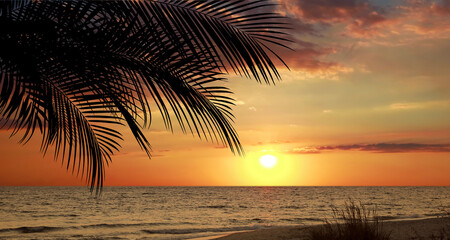 Wall Mural - Picturesque view of tropical beach with palm tree at sunset