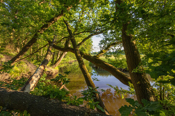 Wall Mural - landscape with trees and water