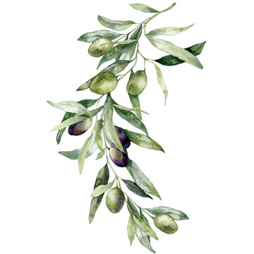 watercolor card of olive branches with black and green berries. hand painted nature bouquet isolated
