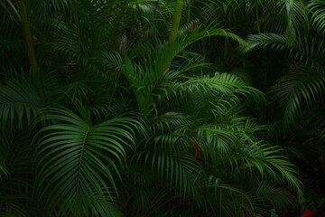 Wall Mural - Moody jungle plant background