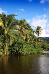 Sticker - Basse Terre nature in Guadeloupe