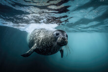 A Sea Lion Swims Underwater In A Tidal Lagoon, A Sea Lion Coming To You Underwater. Ai Generative