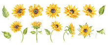 Watercolor Sunflowers Illustration Set. Yellow Summer Flowers, Floral Elements, Wildflowers.