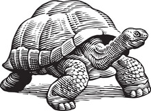 Vector Turtle Illustration Engraving Style 