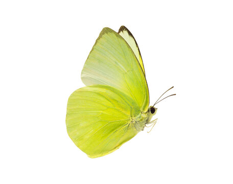 a beautiful yellow butterfly flying isolated on transparent background with clipping path, single be