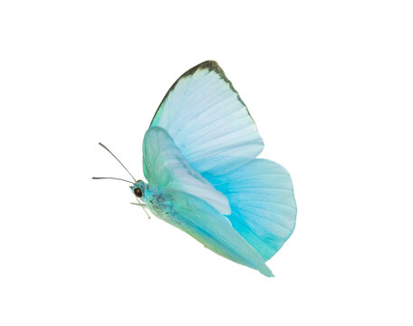 a beautiful blue butterfly flying isolated on transparent background with clipping path, single beau