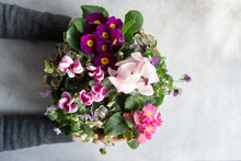 Spring Floral Composition With Bright Cyclamen