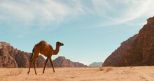 Tracking Shot Of A Camel Walking Through The Wadi Rum Desert In Jordan, Asia. Wide View Of A Dromedary Wandering Along Sandy Area Of Wild Space Of Sandy Valley Among Sunshine. 4k Low Angle Wide Shot