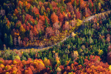 Autumn Forest With Colorful Trees