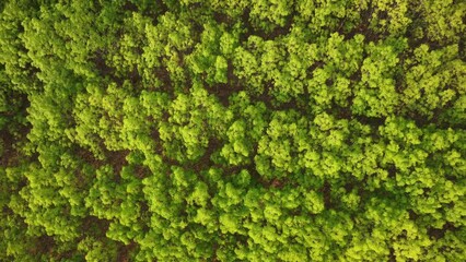 Wall Mural - Aerial view of a rubber plantation in warm sunlight. Top view of rubber latex tree and leaf plantation, Business rubber latex agriculture. Natural landscape background.