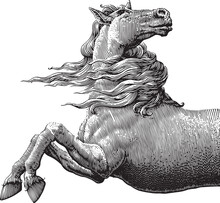 Vector Illustration Horse In Engraving Style