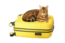 Bengal Cat And Yellow Suitcase On A White Background.