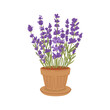 Lavandula plant kitchen herb growing in flower pot. Vector lavender purple flowers houseplant, flowering organic culinary herb. Scented violet buds