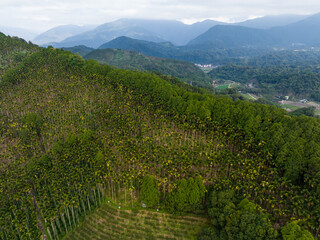 Sticker - Top view of the forest on the mountain