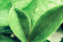 Close Up Of A Green Leaf In The Wild Against A Background Of Fuzzy Foliage In A Garden With Copy Space. Ecology, Landscape Of Green Plants Used As Background. Generative AI