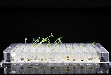 Wall Mural - A plate of 96 wells with germinated GMO seeds, grown in the laboratory.