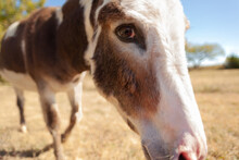 Close Up Of A Donkey On A Sunny Day