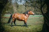 Fototapeta Zwierzęta - Koń na pastwisku