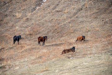 Wall Mural - herd of horses