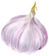 Modern watercolor botanical illustration of head of garlic.