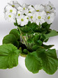 © kateej - pierwiosnek kubkowaty, pierwiosnek pokojowy, prymulka pokojowa (Primula obconica), Primula Obonica in a pot