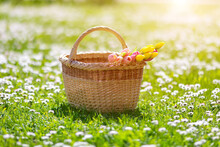 Wicker Basket With Bunch Of Pink Tulips Standing On Field With Blooming Daisies.
