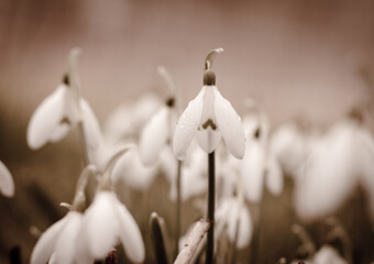 Wall Mural - Close-up of Galanthus nivalis, also called the snowdrop or common snowdrop, the best-known and most widespread of the species in its genus. Sainte Marie la Blanche, Burgundy, France.